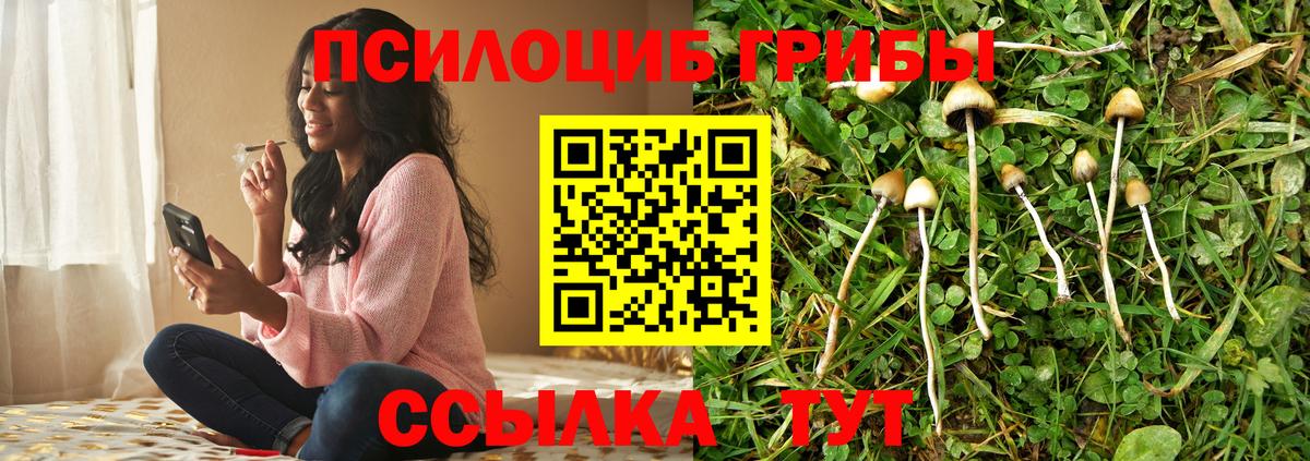 Псилоцибиновые грибы Psilocybe  Ейск  Псилоцибиновые грибы ЛСД 